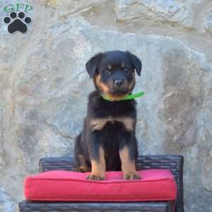 Sasha, Rottweiler Puppy
