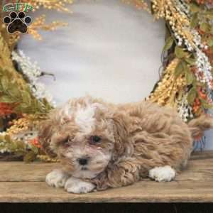 Sasha, Shih-Poo Puppy