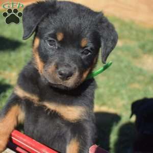 Sasha, Rottweiler Puppy