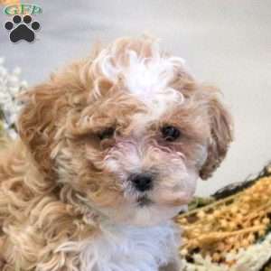 Sasha, Shih-Poo Puppy