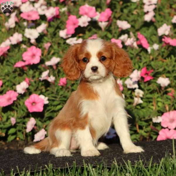 Sasha, Cavalier King Charles Spaniel Puppy