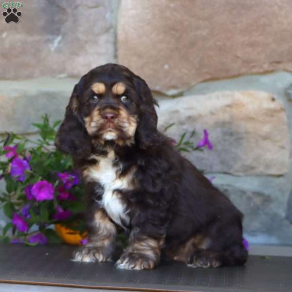 Sasha, Cocker Spaniel Puppy
