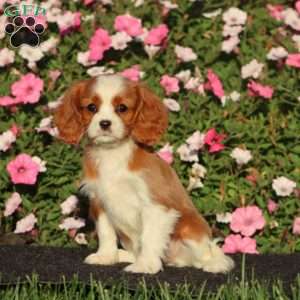 Sasha, Cavalier King Charles Spaniel Puppy