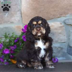 Sasha, Cocker Spaniel Puppy