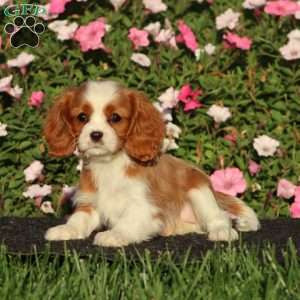Sasha, Cavalier King Charles Spaniel Puppy