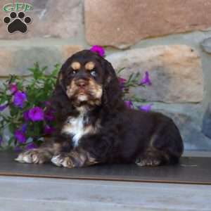 Sasha, Cocker Spaniel Puppy
