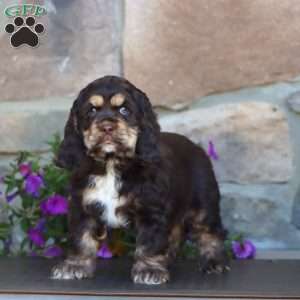 Sasha, Cocker Spaniel Puppy