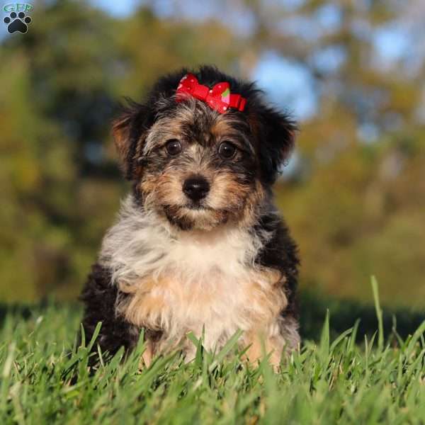 Savannah, Yorkie Poo Puppy