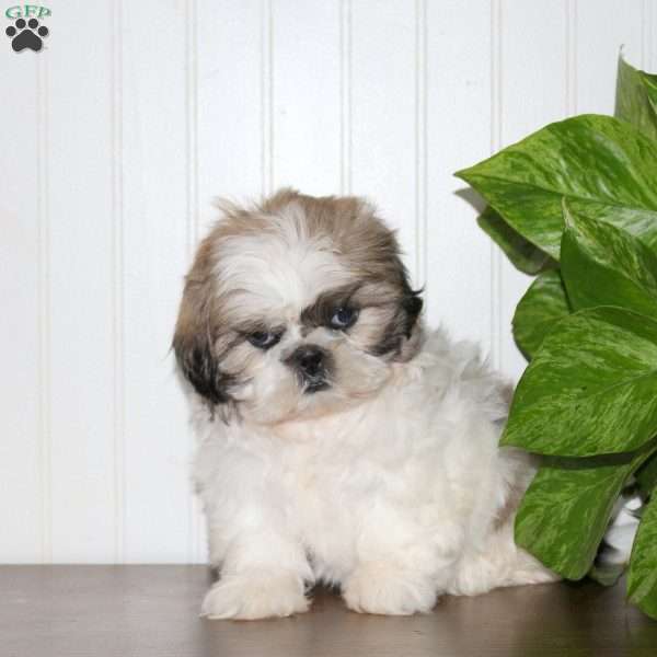 Savannah, Shih Tzu Puppy