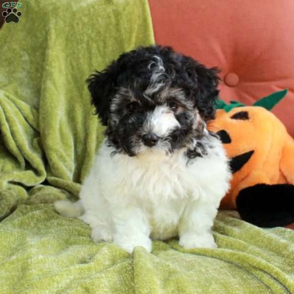 Savannah, Havapoo Puppy
