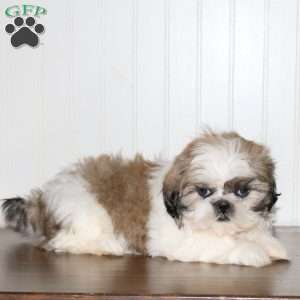 Savannah, Shih Tzu Puppy