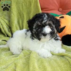 Savannah, Havapoo Puppy
