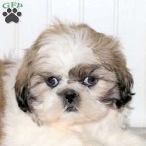 Savannah, Shih Tzu Puppy