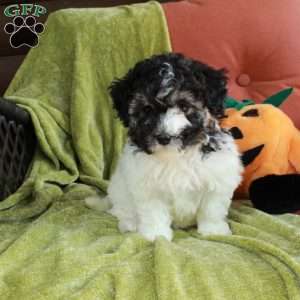Savannah, Havapoo Puppy