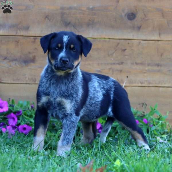 Savannah, Blue Heeler – Australian Cattle Dog Puppy