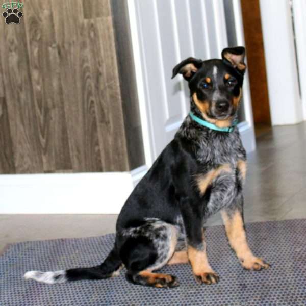 Savannah, Blue Heeler – Australian Cattle Dog Puppy