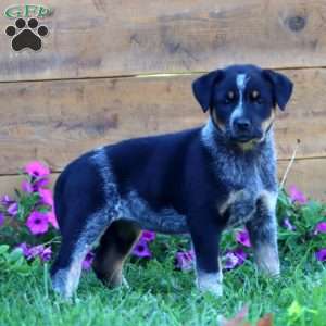 Savannah, Blue Heeler – Australian Cattle Dog Puppy