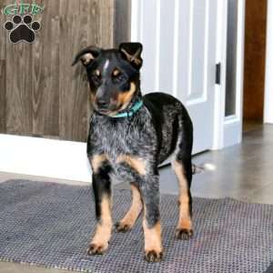 Savannah, Blue Heeler – Australian Cattle Dog Puppy