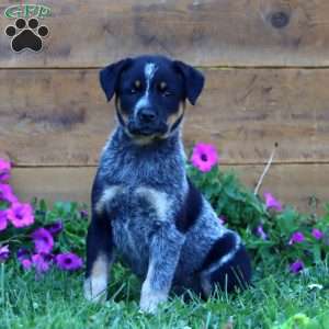 Savannah, Blue Heeler – Australian Cattle Dog Puppy