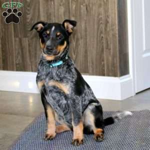 Savannah, Blue Heeler – Australian Cattle Dog Puppy