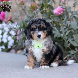 Sawyer, Mini Bernedoodle Puppy