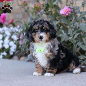 Sawyer, Mini Bernedoodle Puppy