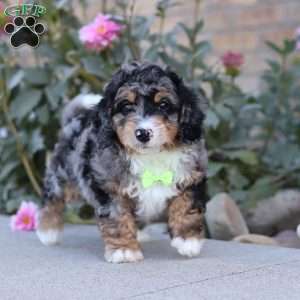 Sawyer, Mini Bernedoodle Puppy