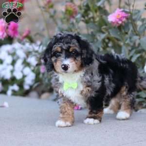Sawyer, Mini Bernedoodle Puppy