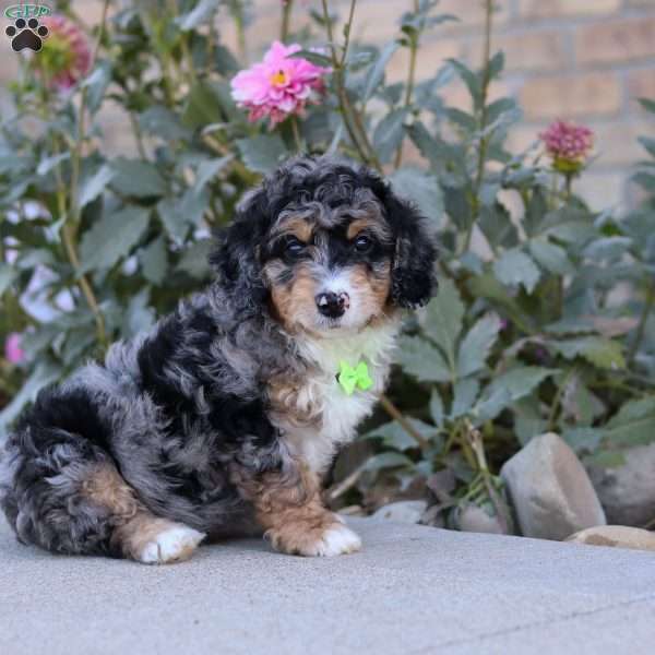 Sawyer, Mini Bernedoodle Puppy
