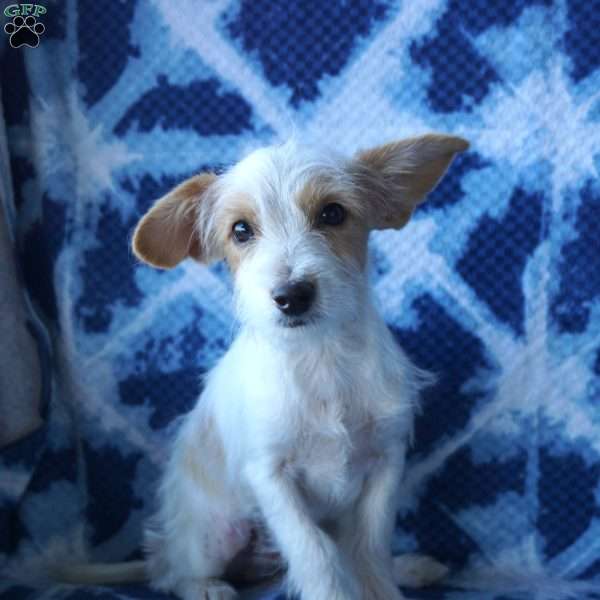 Scamp, Chi-Poo Puppy