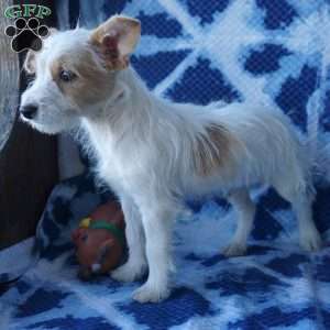 Scamp, Chi-Poo Puppy