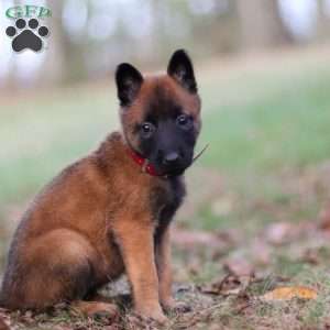 Scarlet, Belgian Malinois Puppy