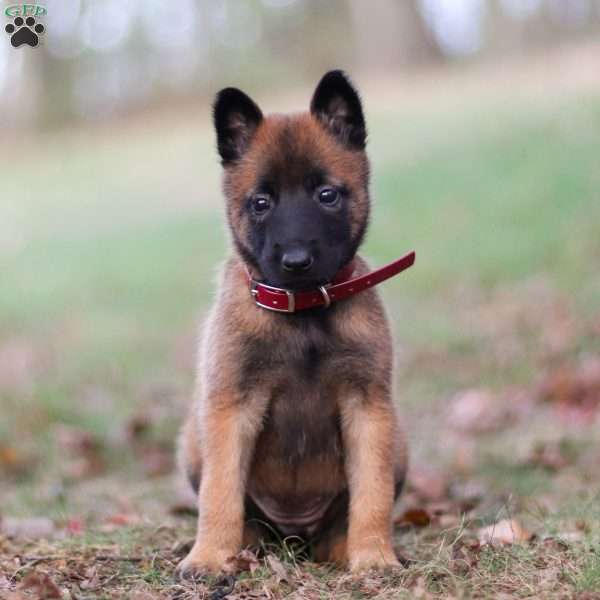 Scarlet, Belgian Malinois Puppy