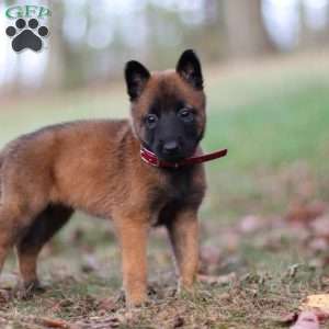 Scarlet, Belgian Malinois Puppy