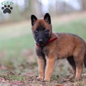 Scarlet, Belgian Malinois Puppy
