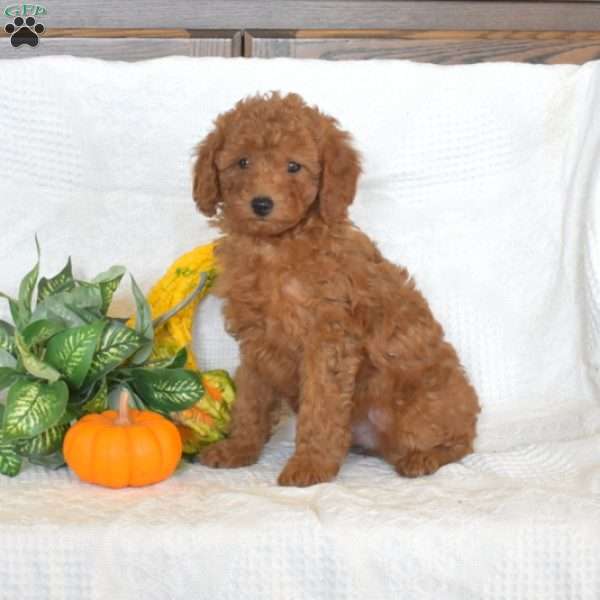 Scarlet, Miniature Poodle Puppy