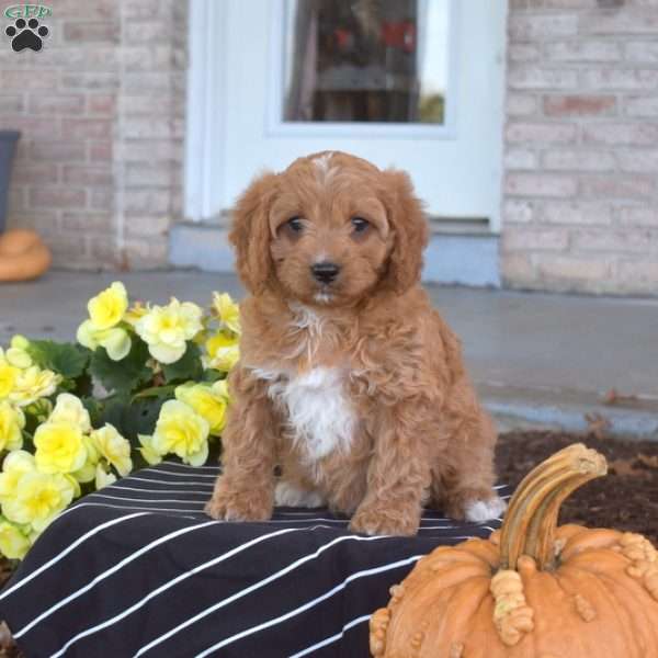 Scarlet, Cavapoo Puppy