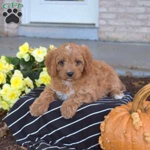 Scarlet, Cavapoo Puppy