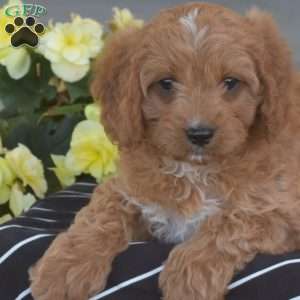 Scarlet, Cavapoo Puppy