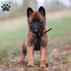 Scarlet, Belgian Malinois Puppy