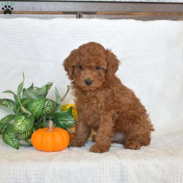 Schnitzel, Miniature Poodle Puppy