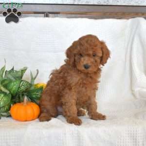 Schnitzel, Miniature Poodle Puppy