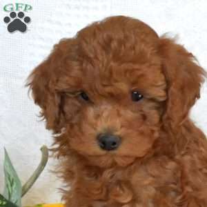 Schnitzel, Miniature Poodle Puppy