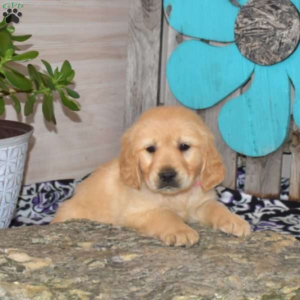 Scooby, Golden Retriever Puppy