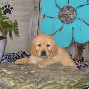 Scooby, Golden Retriever Puppy