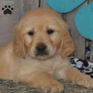 Scooby, Golden Retriever Puppy