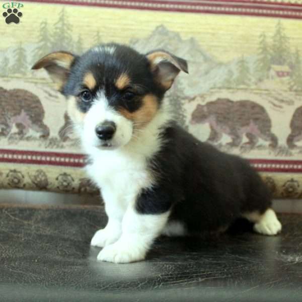 Scooter, Pembroke Welsh Corgi Puppy
