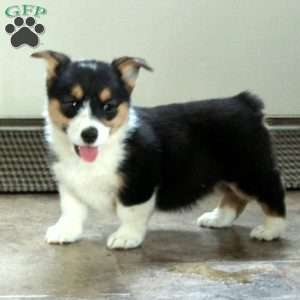 Scooter, Pembroke Welsh Corgi Puppy
