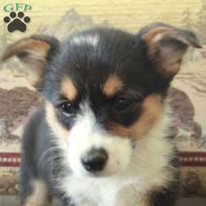 Scooter, Pembroke Welsh Corgi Puppy