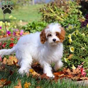 Scout, Cavapoo Puppy
